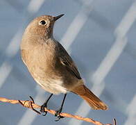 Black Redstart