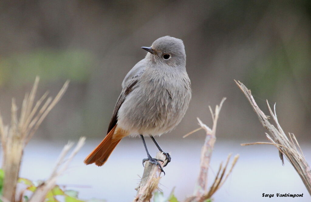 Black Redstartadult, Behaviour