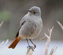 Black Redstart