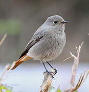 Black Redstart