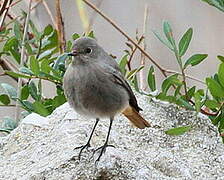 Black Redstart