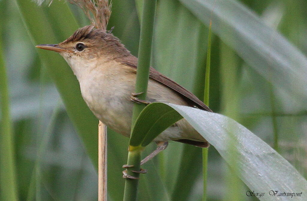 Eurasian Reed Warbleradult, Behaviour