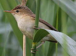 Common Reed Warbler