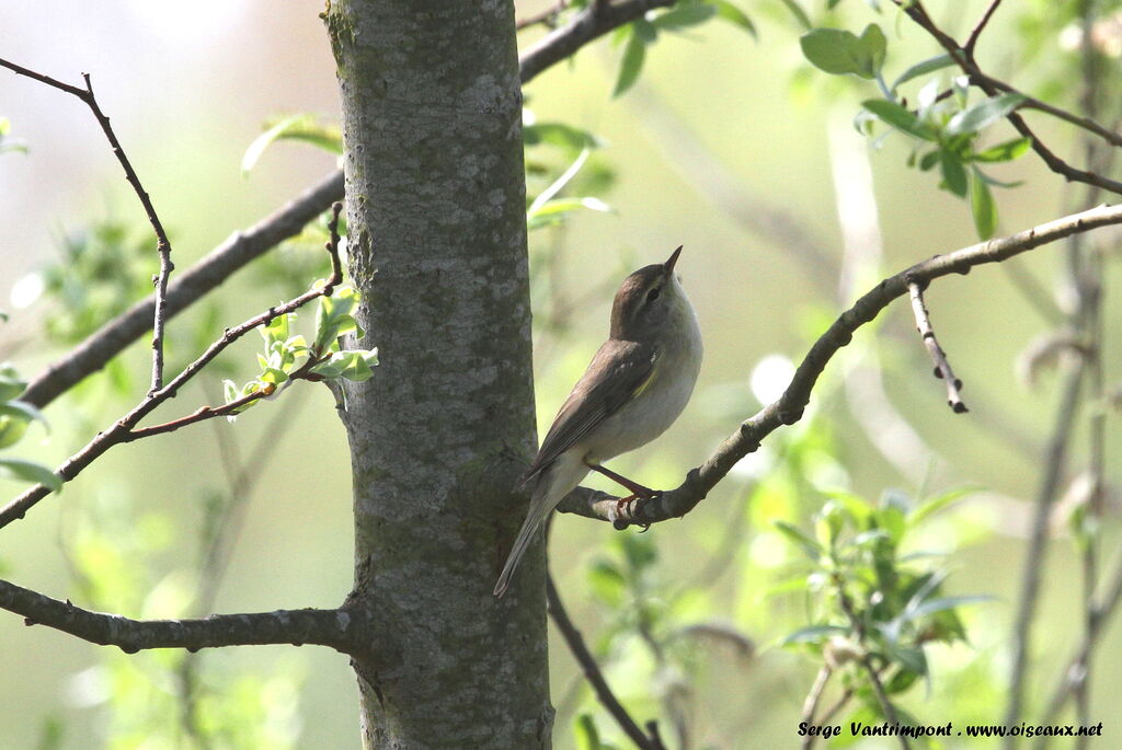 Eurasian Reed Warbleradult, identification, Behaviour