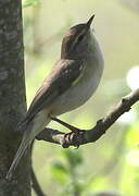 Eurasian Reed Warbler