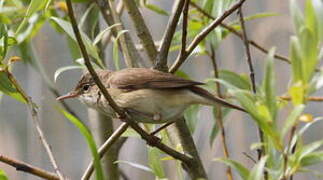 Eurasian Reed Warbler