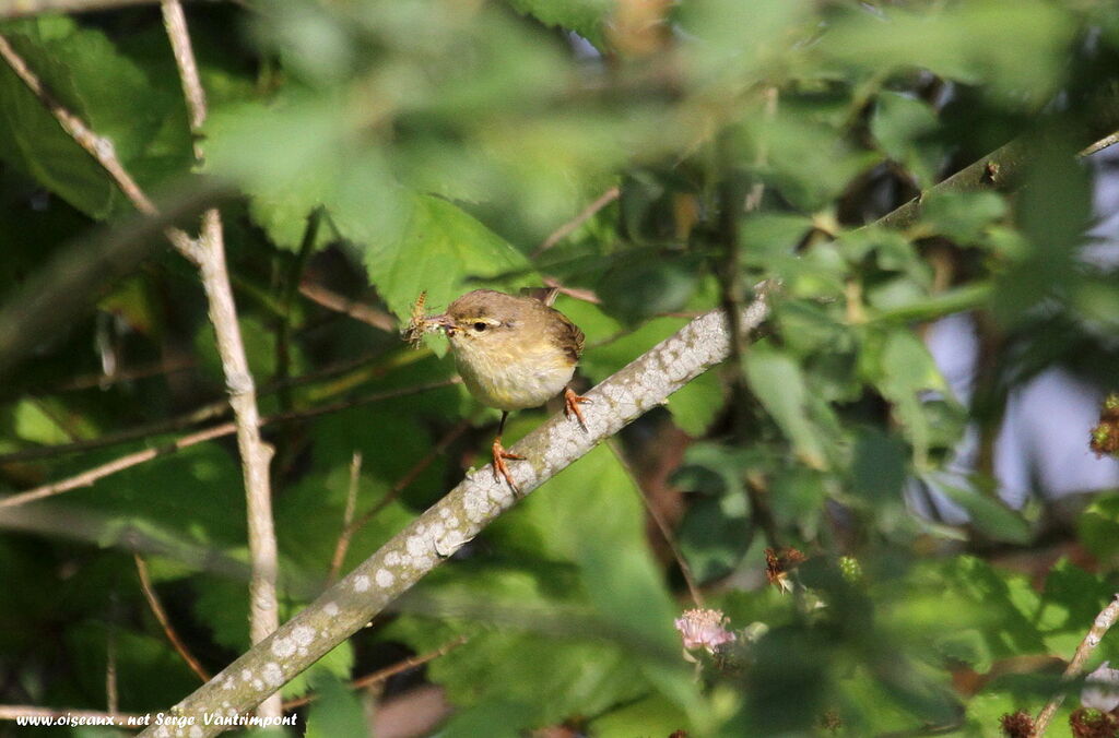 Common Reed Warbleradult, feeding habits