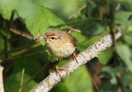 Eurasian Reed Warbler