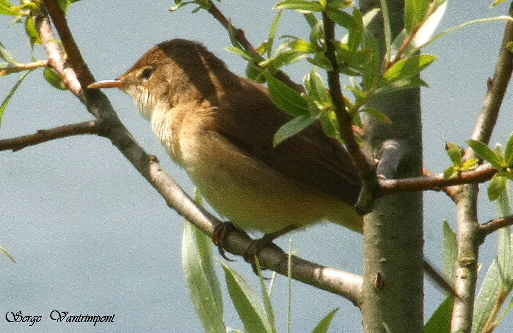 Eurasian Reed Warbleradult, identification