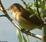 Eurasian Reed Warbler