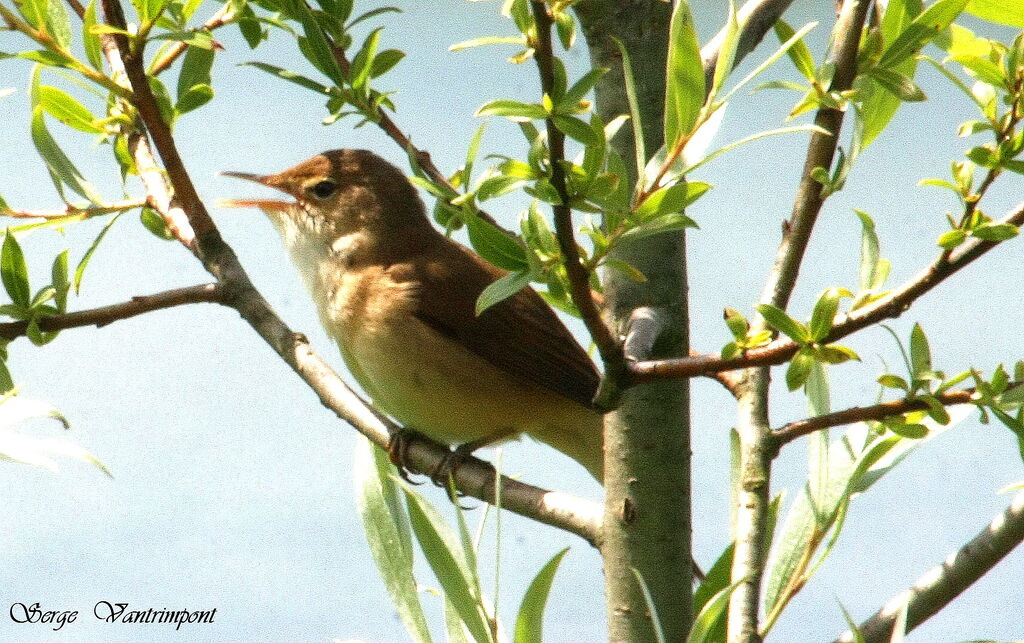 Eurasian Reed Warbleradult, song