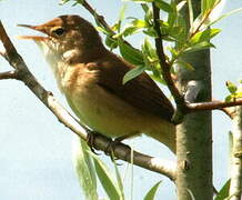 Eurasian Reed Warbler