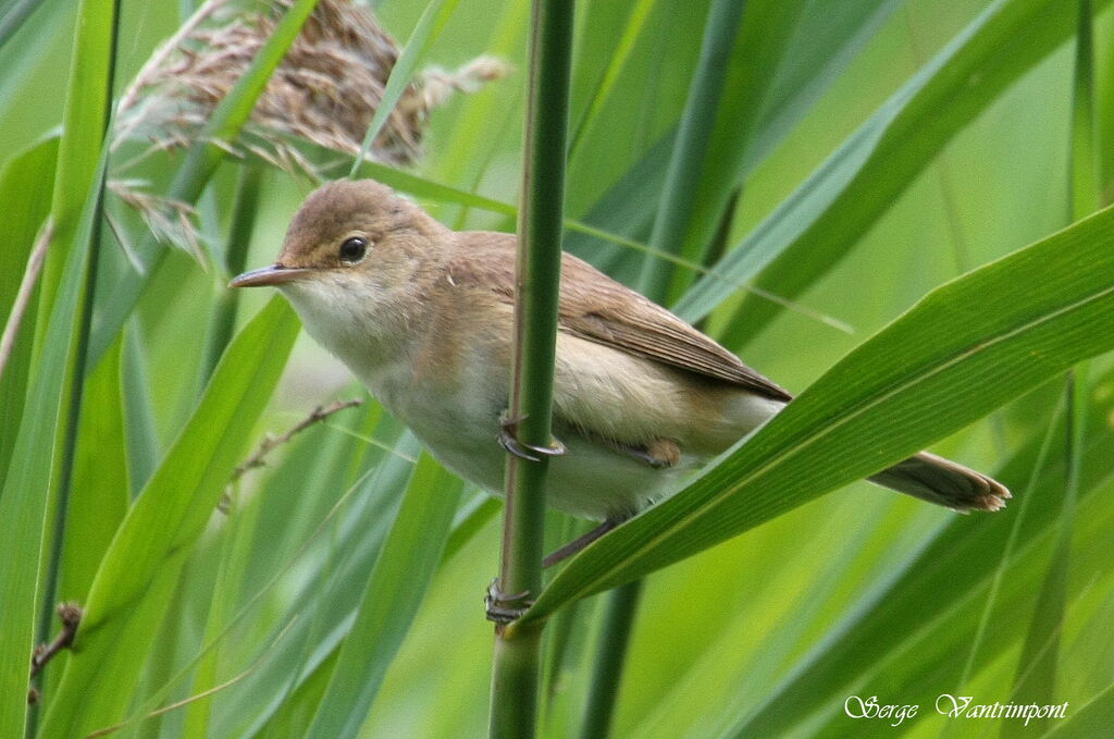 Eurasian Reed Warbler, identification, Behaviour