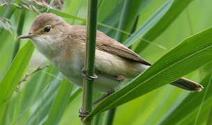 Eurasian Reed Warbler