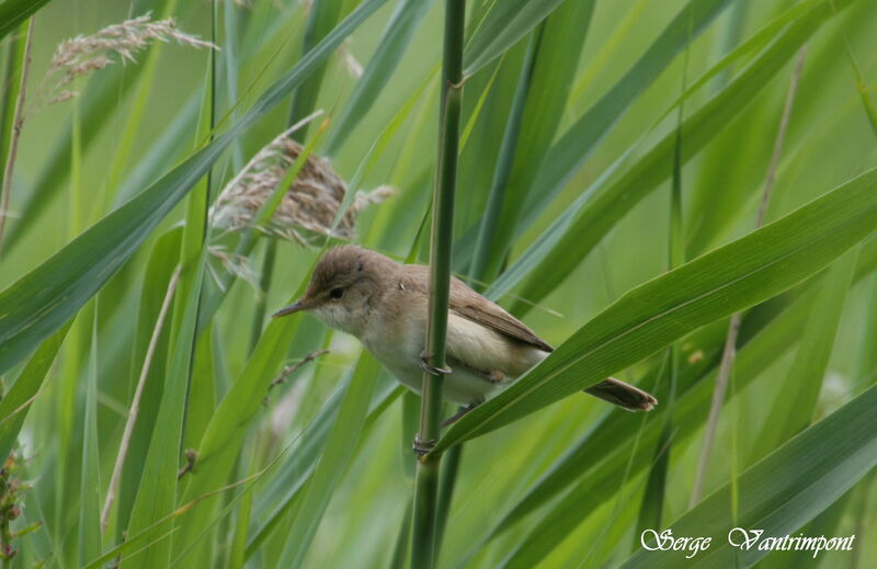 Common Reed Warbler, identification, Behaviour