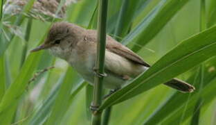 Eurasian Reed Warbler