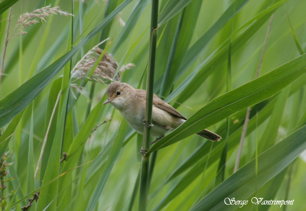 Eurasian Reed Warbler, identification, Behaviour