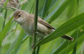 Common Reed Warbler