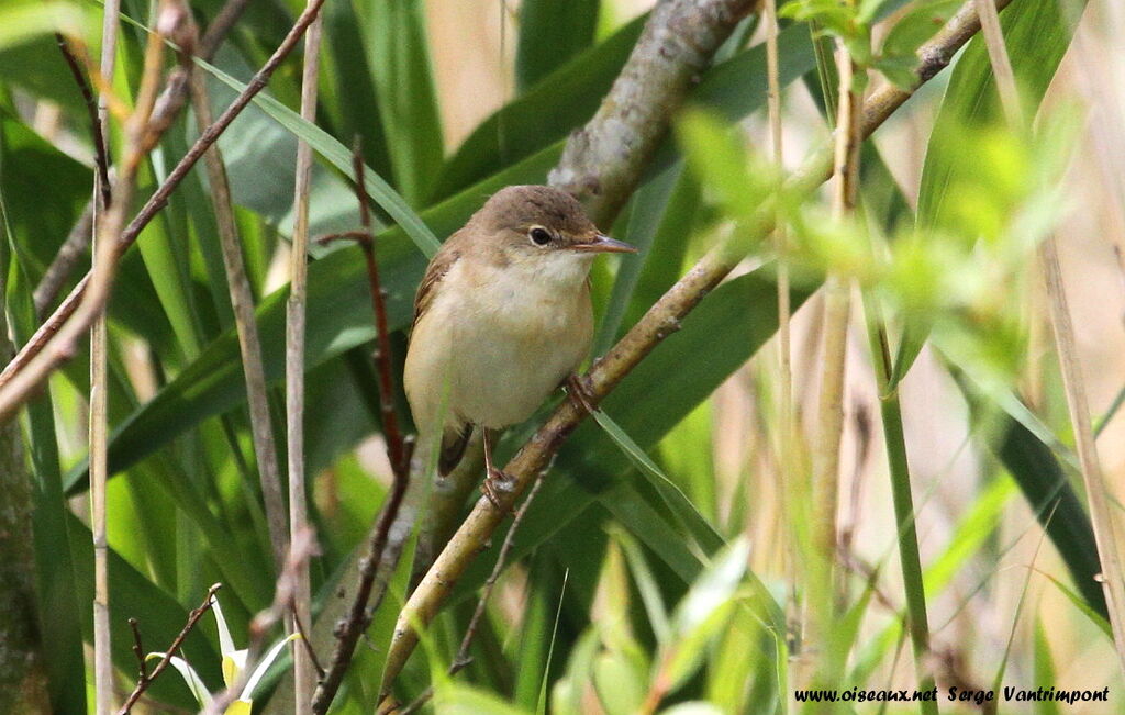 Eurasian Reed Warbleradult, Behaviour