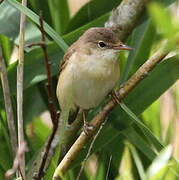 Eurasian Reed Warbler