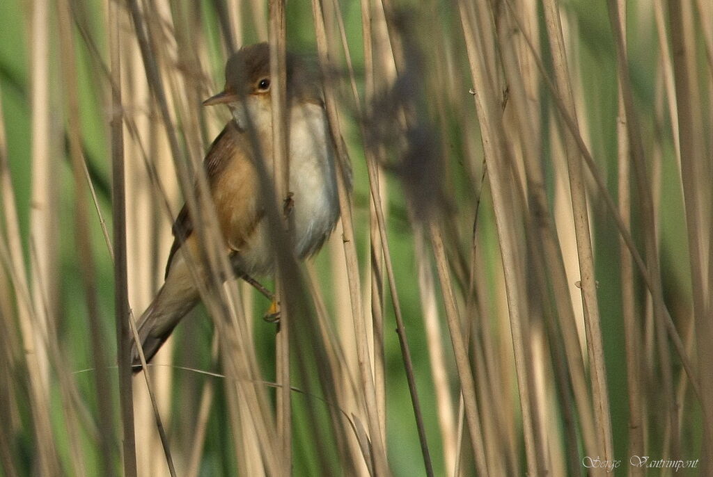 Eurasian Reed Warbleradult, Behaviour