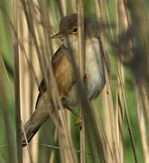 Eurasian Reed Warbler