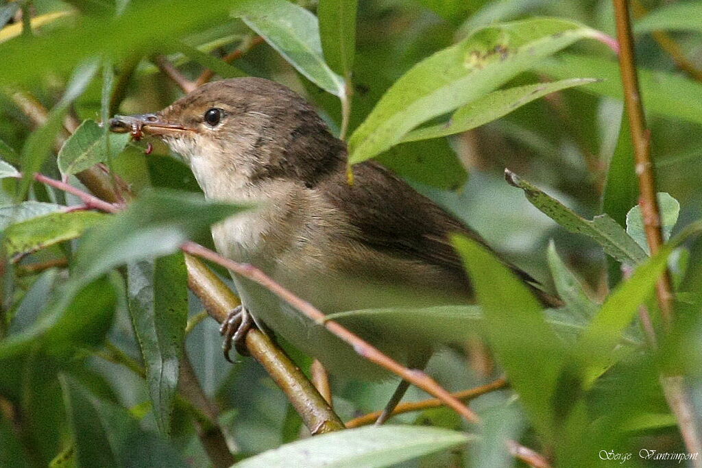 Common Reed Warbleradult, feeding habits