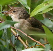 Common Reed Warbler