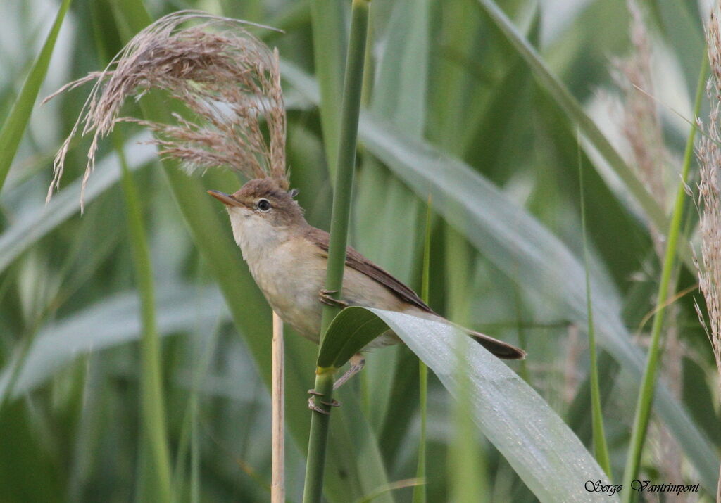 Common Reed Warbleradult, Behaviour