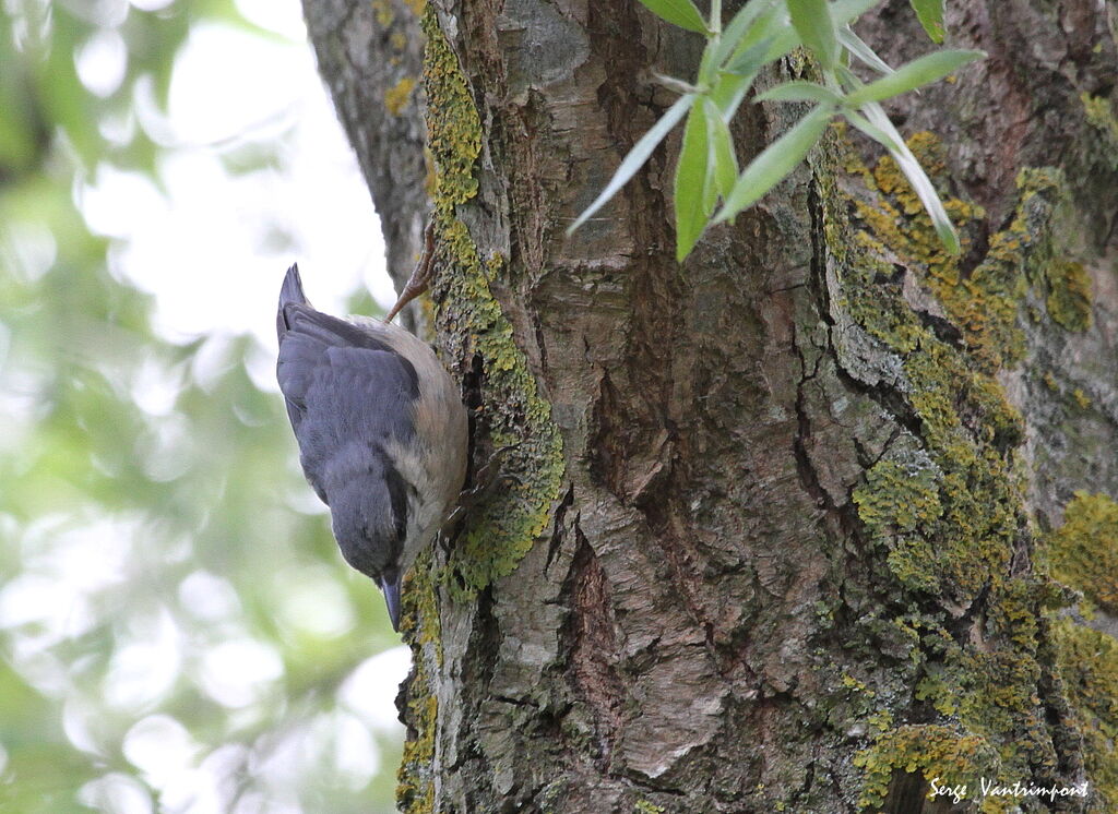 Eurasian Nuthatchadult, Behaviour