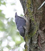 Eurasian Nuthatch