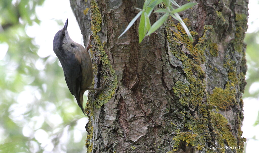 Eurasian Nuthatchadult, Behaviour