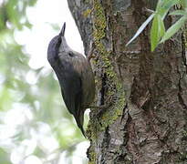 Eurasian Nuthatch