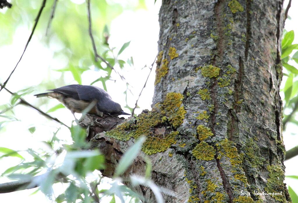 Eurasian Nuthatch, Behaviour