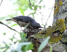 Eurasian Nuthatch