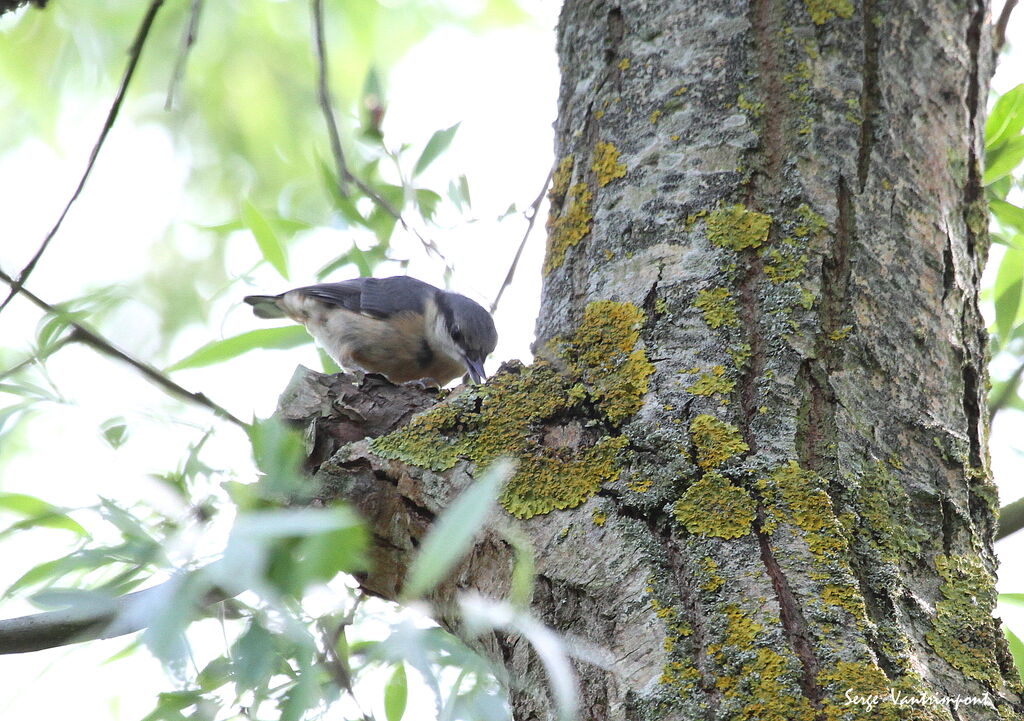 Eurasian Nuthatchadult, Behaviour