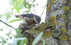 Eurasian Nuthatch