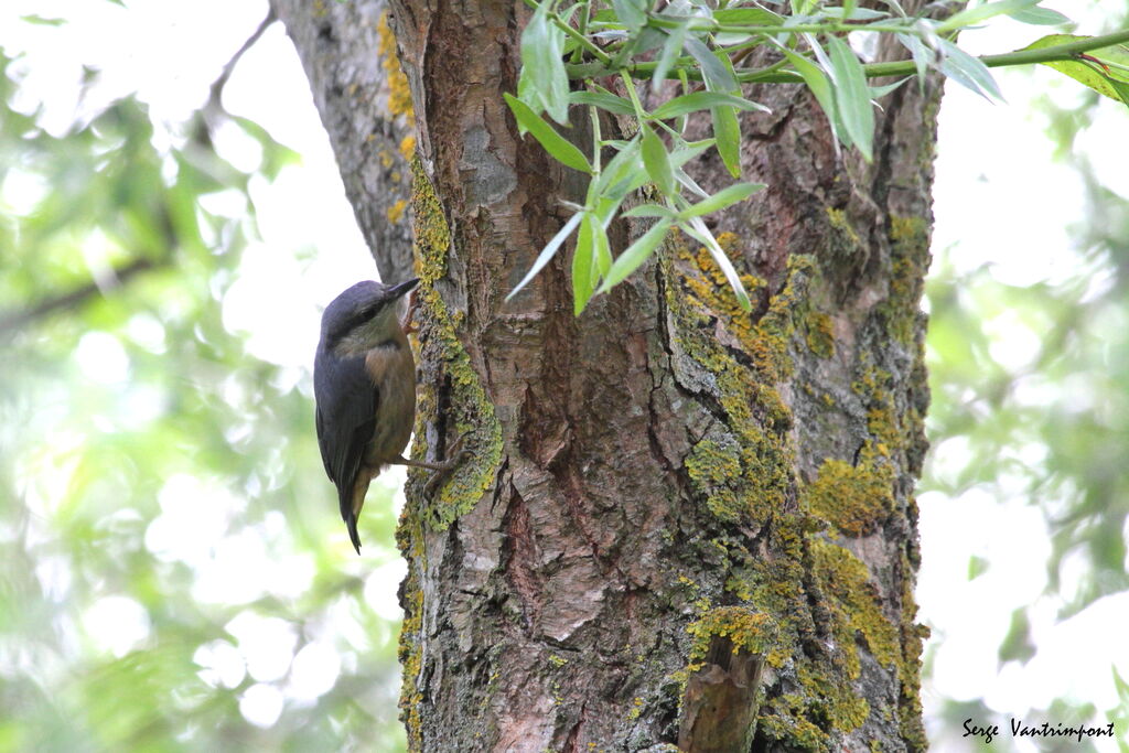 Eurasian Nuthatchadult, Behaviour