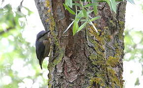 Eurasian Nuthatch