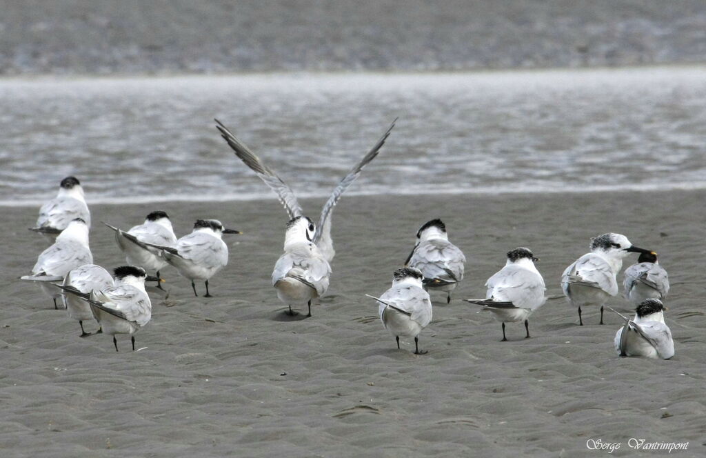 Sandwich Tern, Behaviour