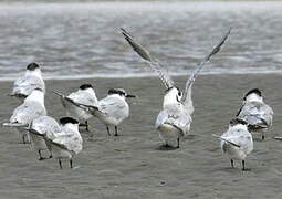 Sandwich Tern