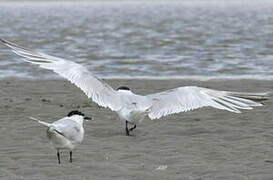 Sandwich Tern