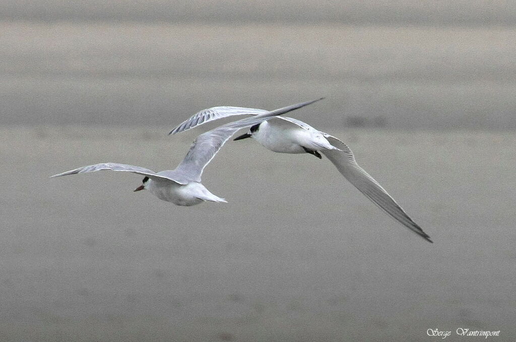 Sandwich Tern