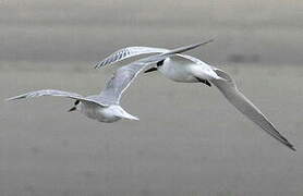 Sandwich Tern