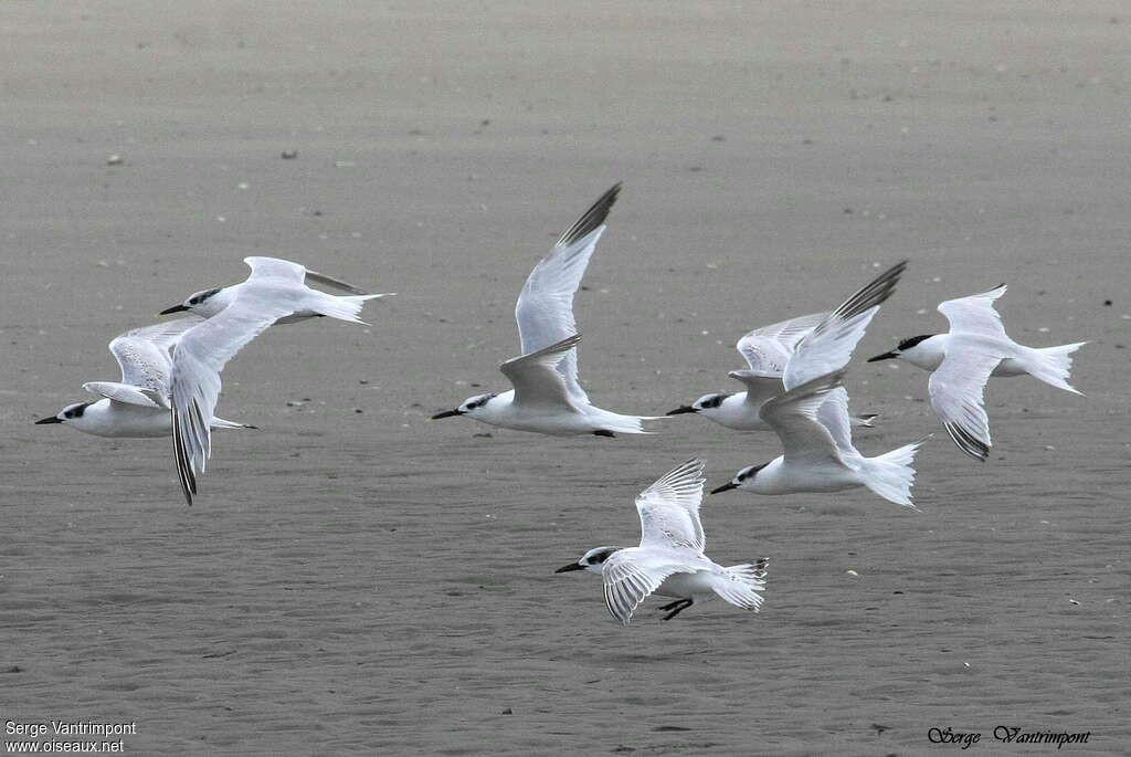 Sandwich Tern, Flight