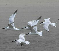 Sandwich Tern