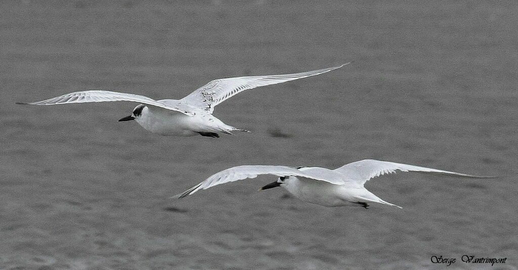 Sandwich Tern, Flight