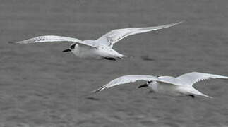 Sandwich Tern