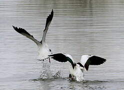 Common Shelduck