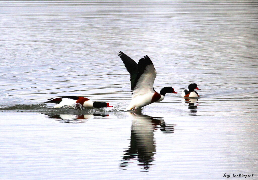 Common Shelduckadult, Flight, Behaviour